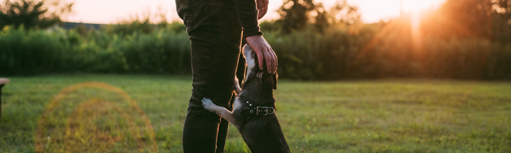 Doggieartclass_1665x500.jpg